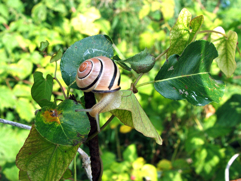 Fonds d'cran Animaux Escargots - Limaces Cool sous le soleil !