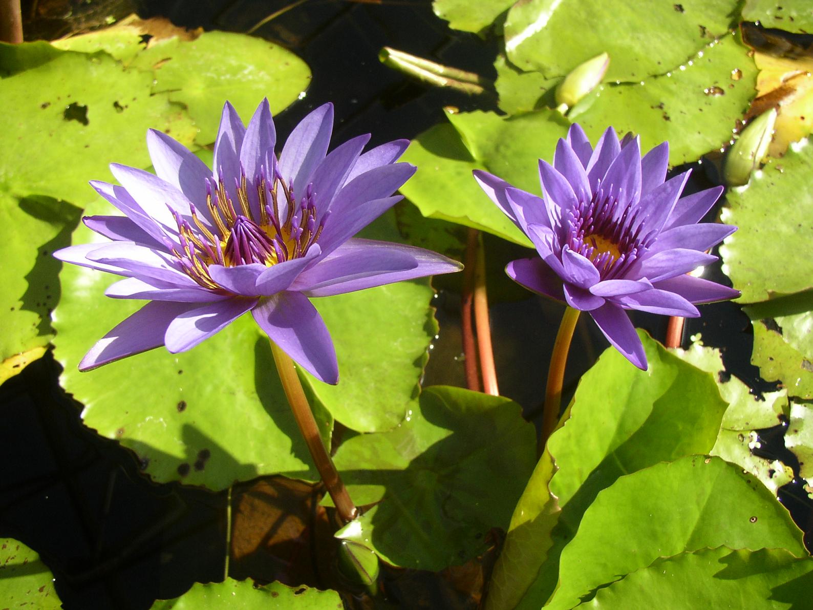 Wallpapers Nature Flowers Nnuphar