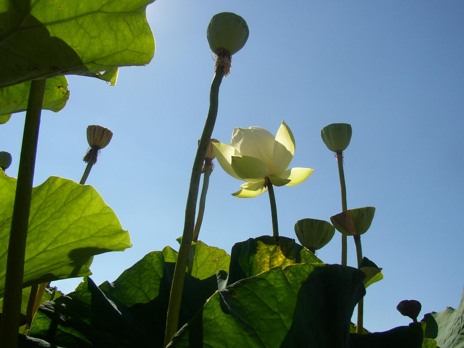 Wallpapers Nature Flowers Lotus