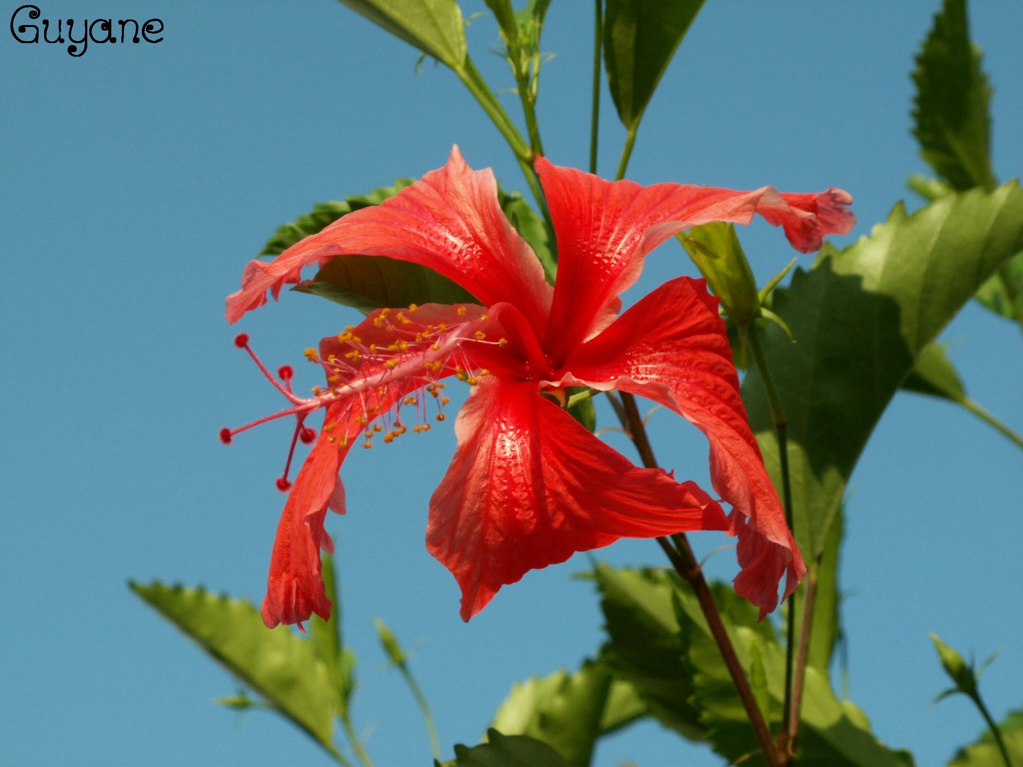 Fonds d'cran Nature Fleurs Ibiscus rouge