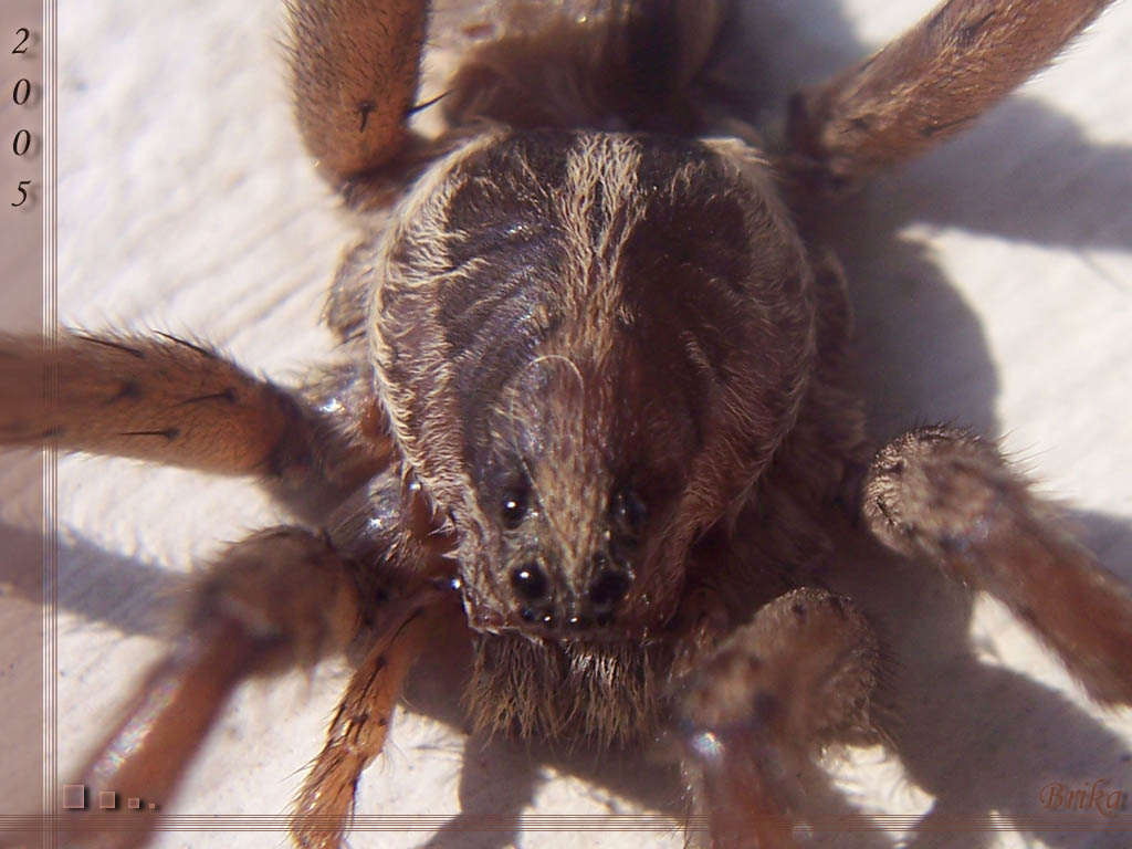 Fonds d'cran Animaux Araignes Araigne