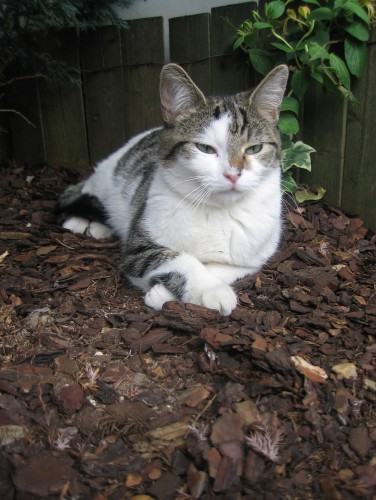 Fonds d'cran Animaux Chats - Chatons Nina se croise les pates.