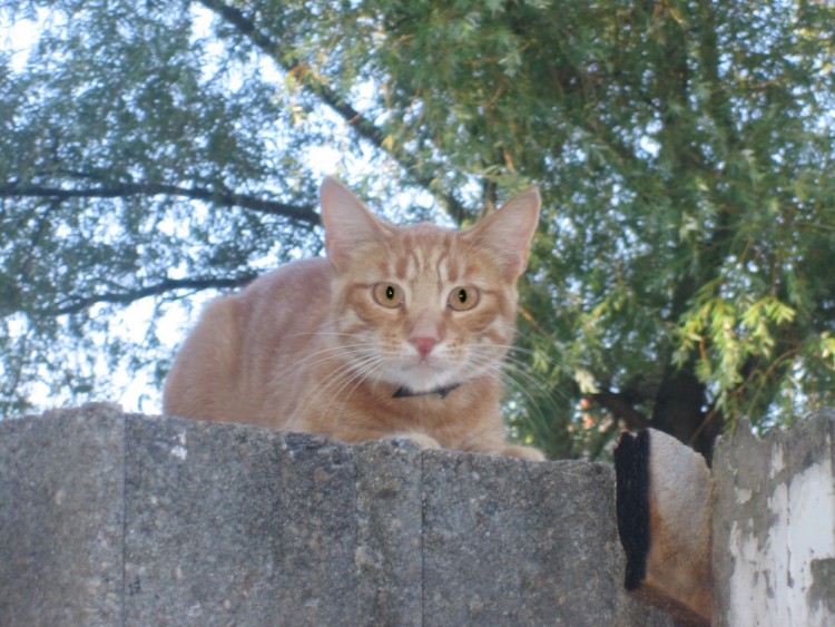 Fonds d'cran Animaux Chats - Chatons Bonjour toi!!