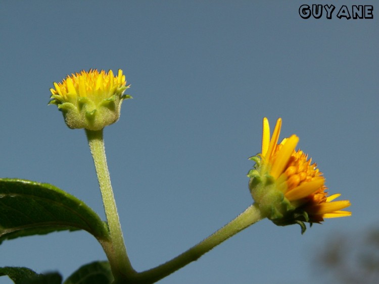 Fonds d'cran Nature Fleurs Guyane - Amazonie franaise