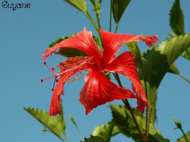 Fonds d'cran Nature Fleurs Ibiscus rouge