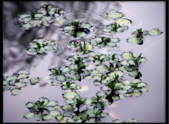 Fonds d'cran Nature Au fil de l'eau