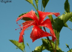 Fonds d'cran Nature Ibiscus rouge