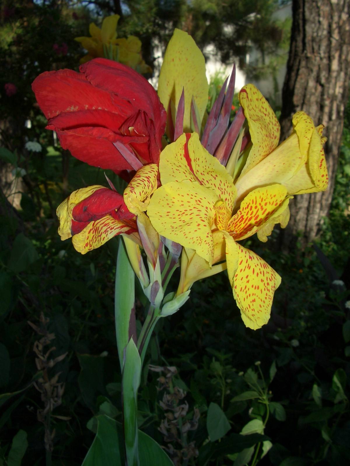 Fonds d'cran Nature Fleurs 