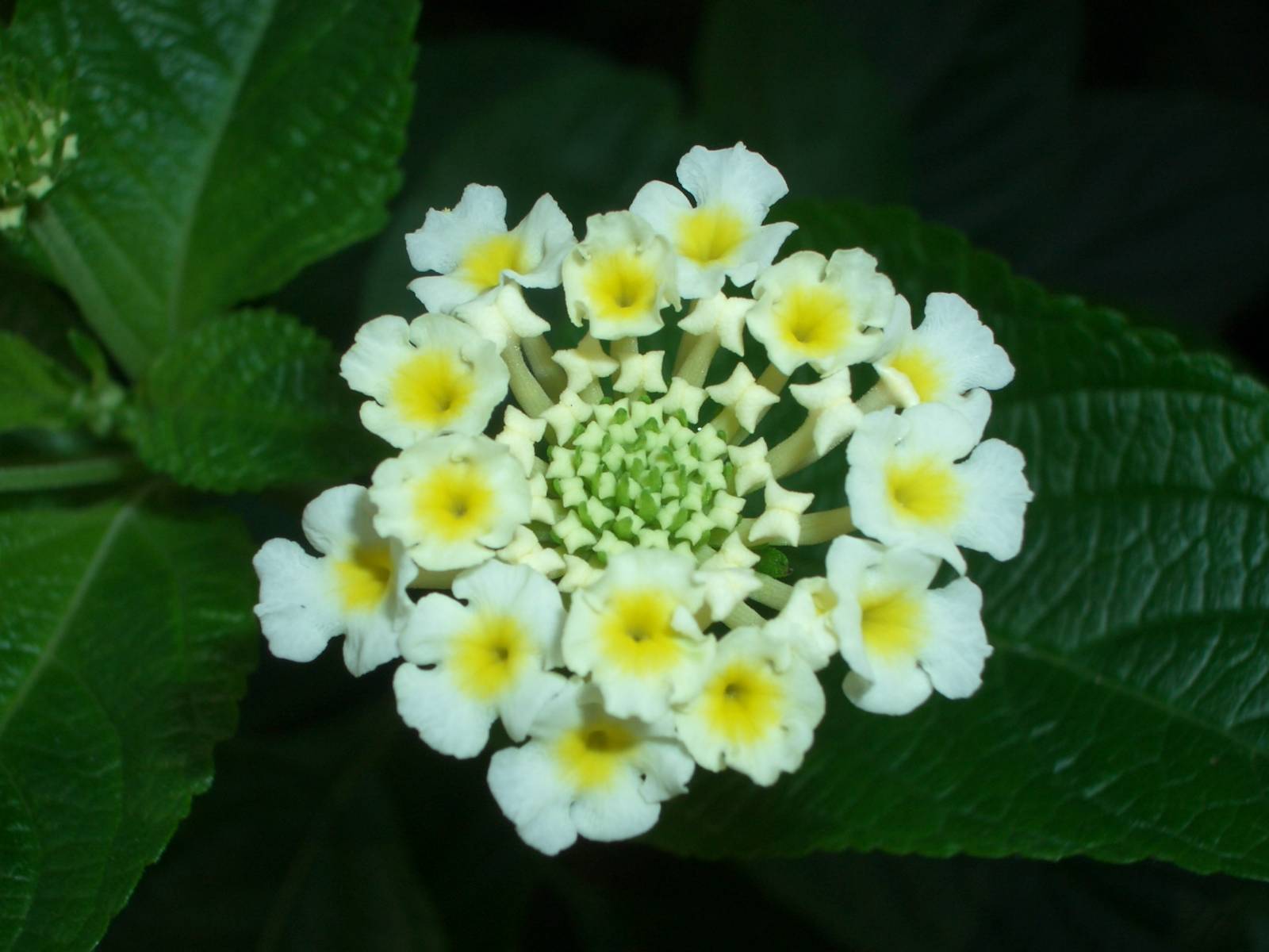 Fonds d'cran Nature Fleurs 