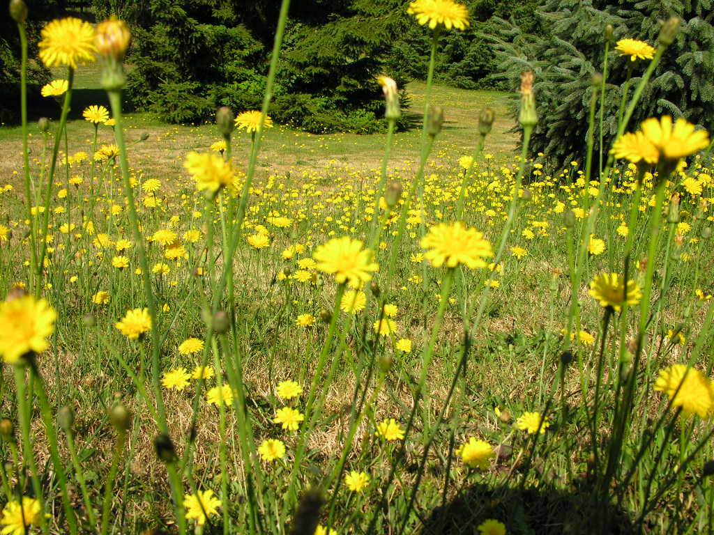 Fonds d'cran Nature Fleurs 