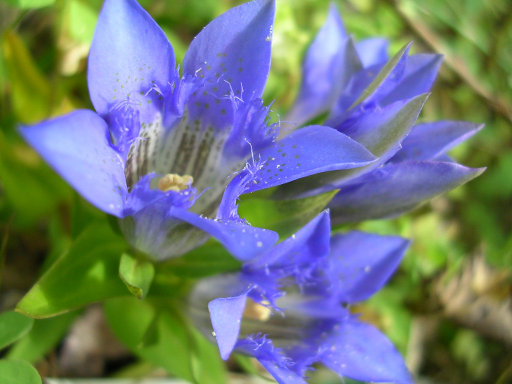 Fonds d'cran Nature Fleurs Gentiane