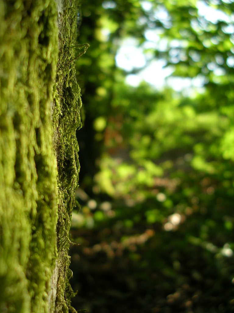 Wallpapers Nature Trees - Forests Vue de foret