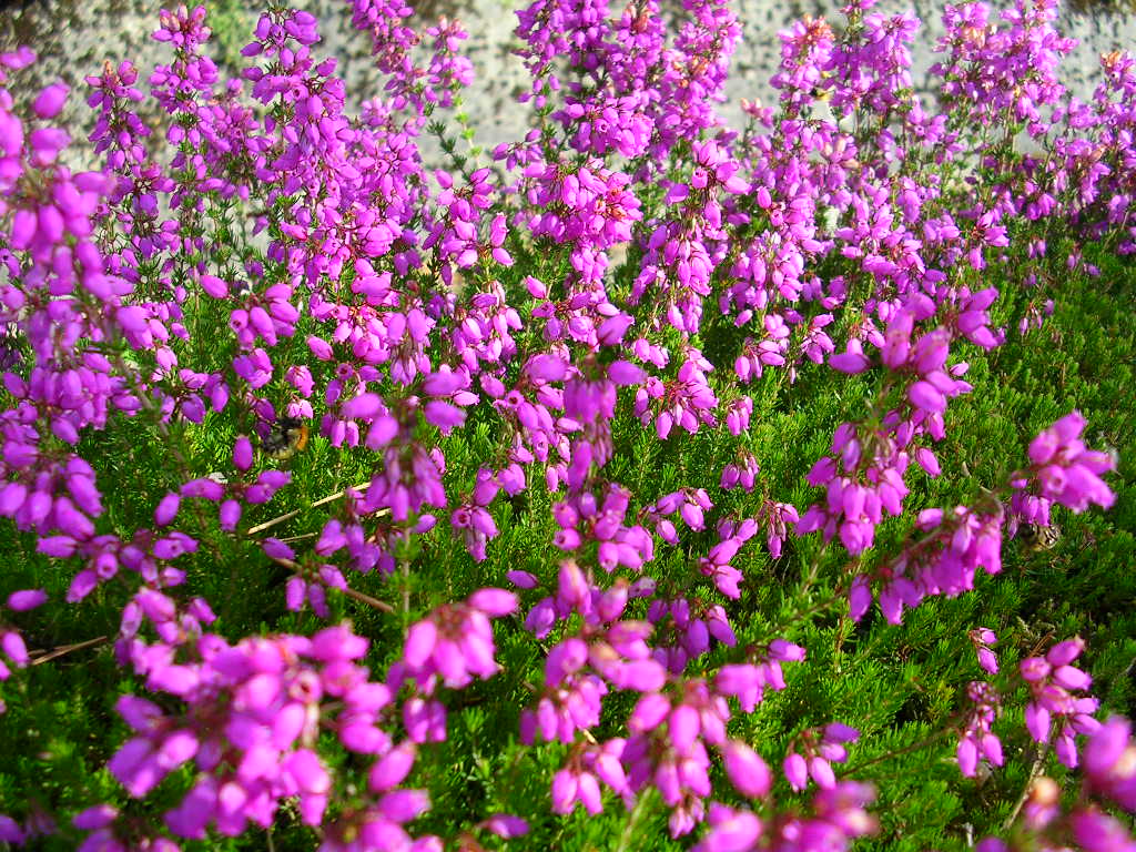 Wallpapers Nature Flowers Bruyres