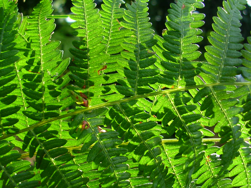 Fonds d'cran Nature Feuilles - Feuillages fougre