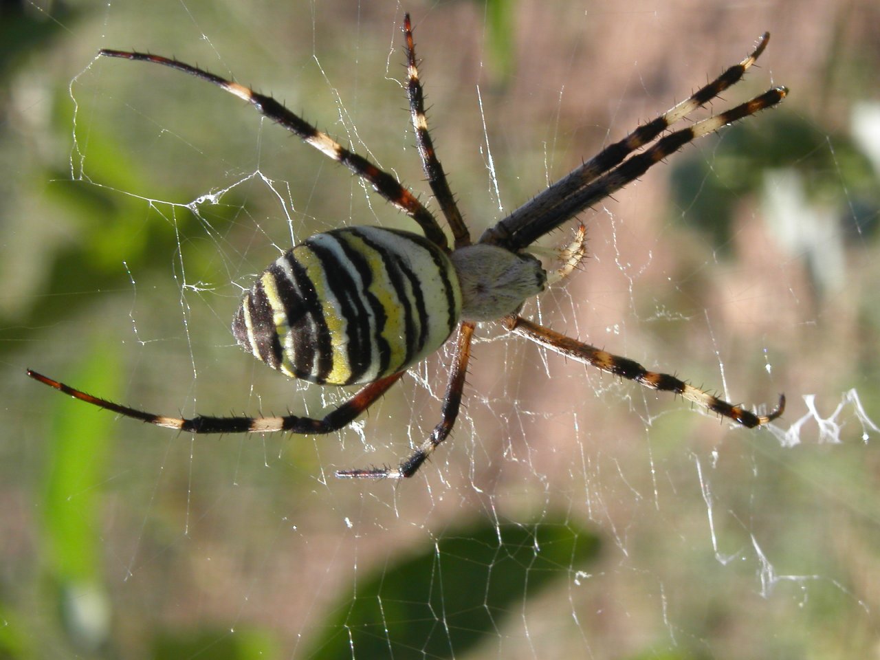 Wallpapers Animals Spiders Araigne