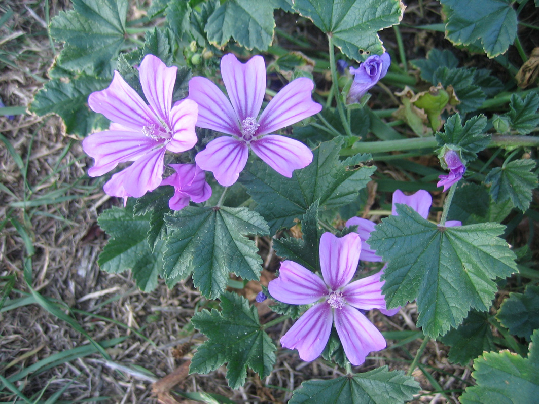 Wallpapers Nature Flowers tite fleurs