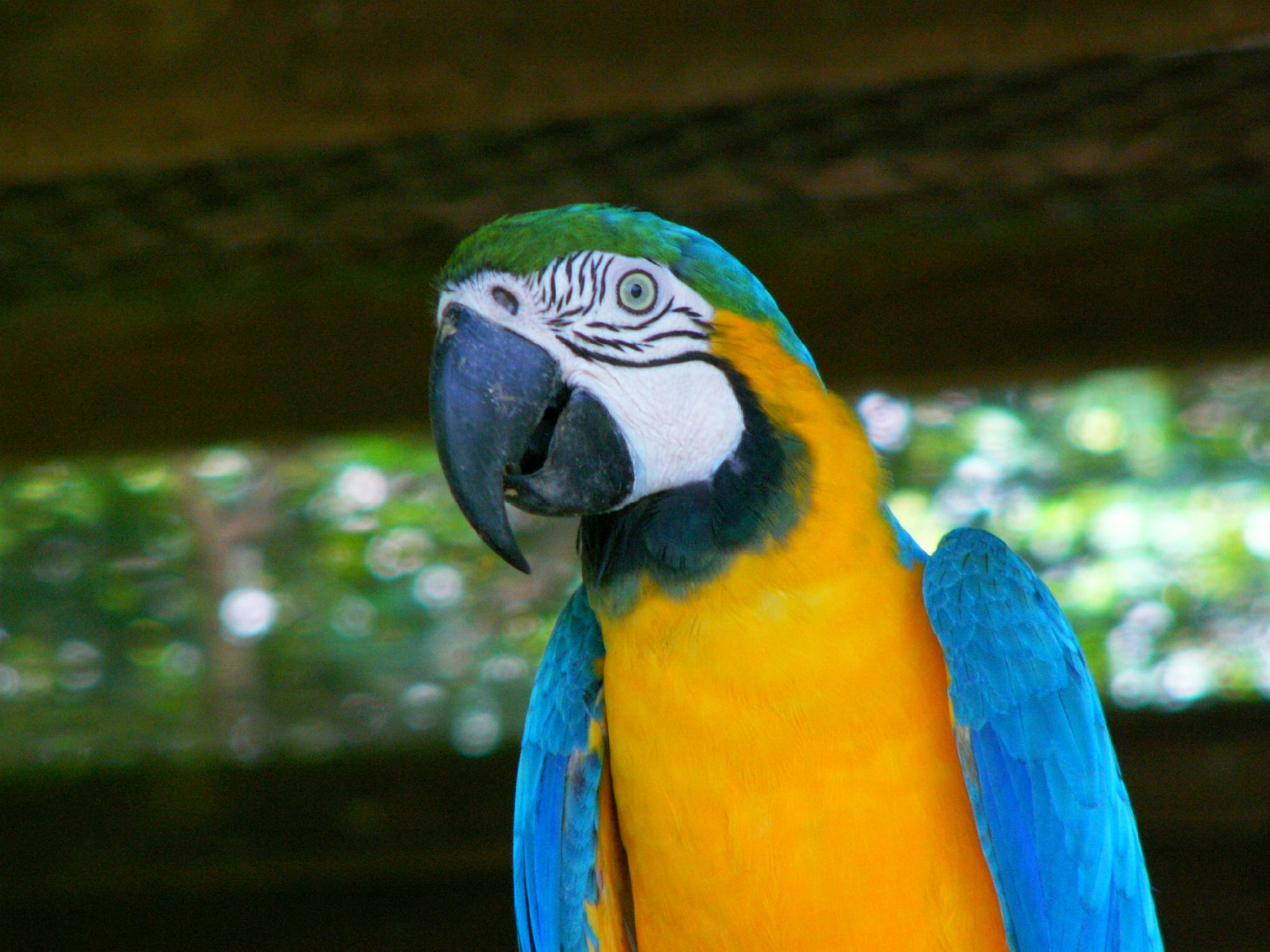 Wallpapers Animals Birds - Parrots Ara (Guyane)