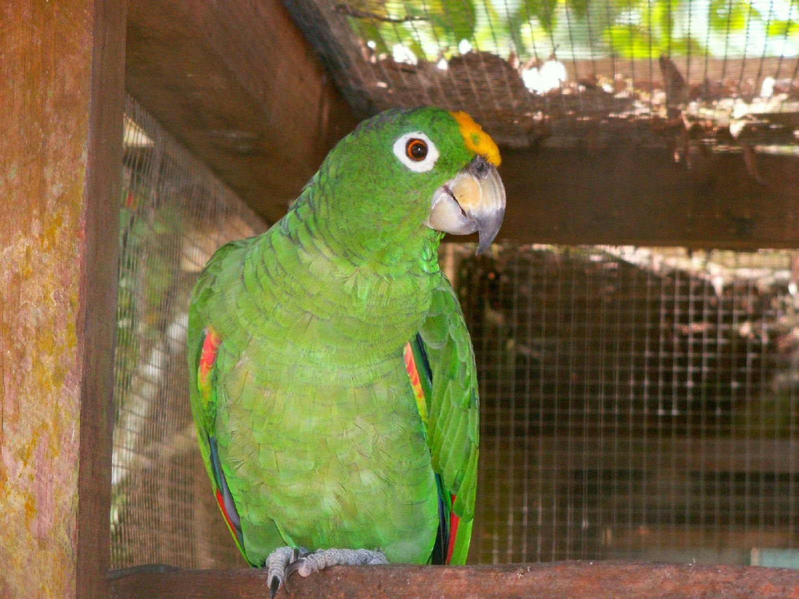 Fonds d'cran Animaux Oiseaux - Perruches Perruche (Guyane)