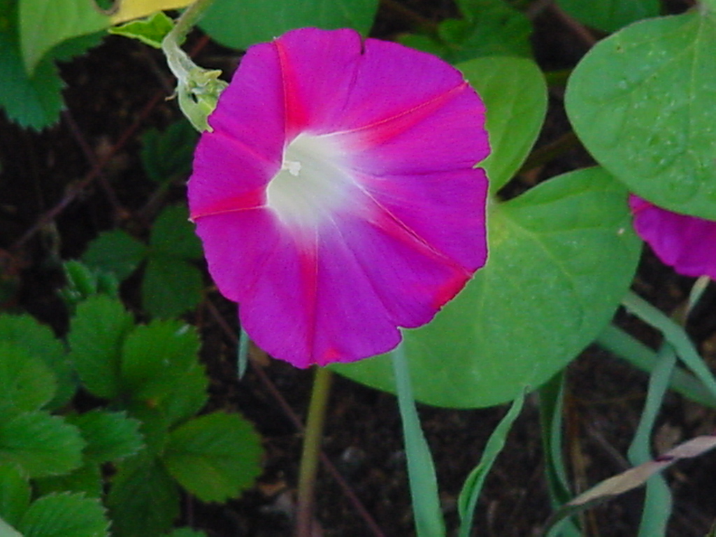 Wallpapers Nature Flowers volubilis