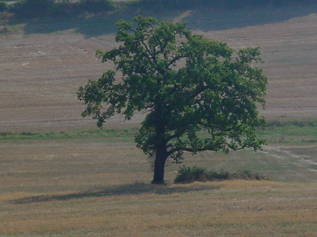 Fonds d'cran Nature Arbres - Forts solitaire