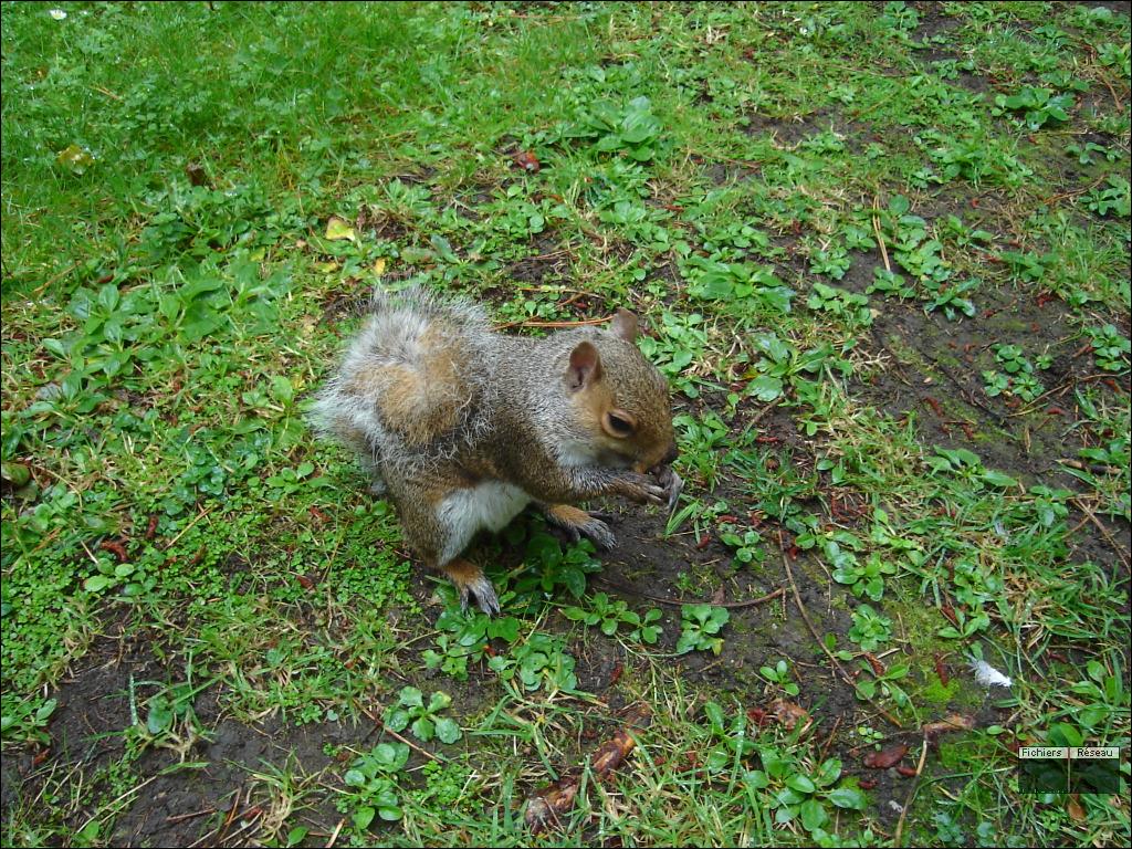 Wallpapers Animals Rodents - Misc Ecureuil