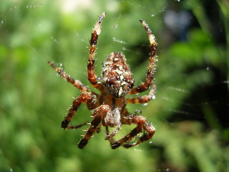 Fonds d'cran Animaux Araignes Araigne