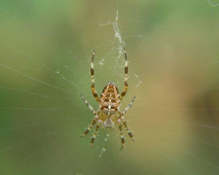 Fonds d'cran Animaux Araignes Araigne en colre