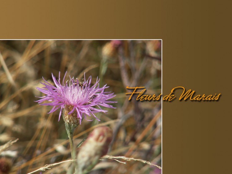 Wallpapers Nature Flowers fleur de marais