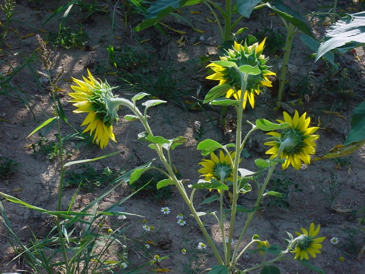 Wallpapers Nature Flowers tournesols