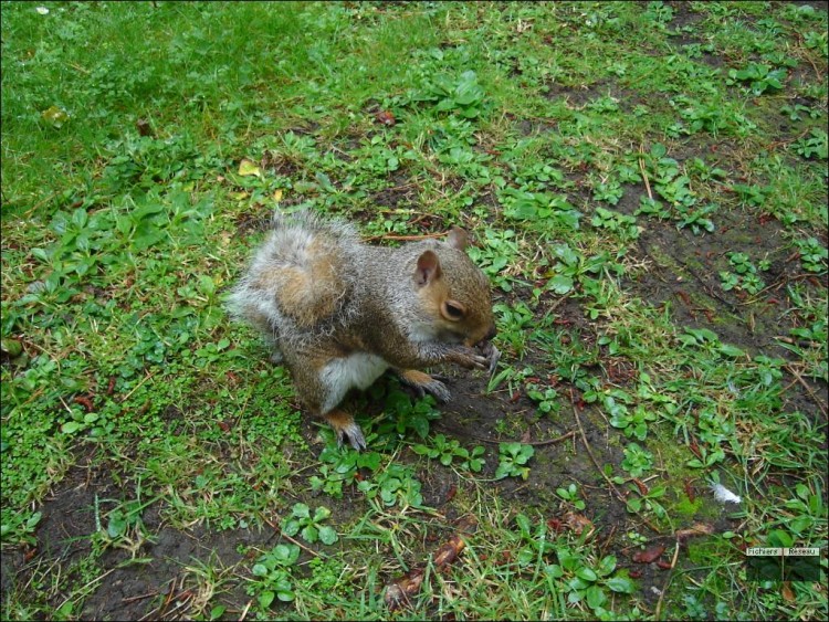 Wallpapers Animals Rodents - Misc Ecureuil