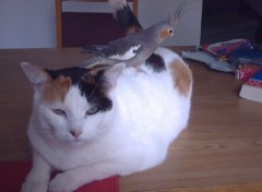 Fonds d'cran Animaux Yeah yeah chat oiseau