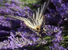 Fonds d'cran Animaux Papillon