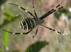 Fonds d'cran Animaux Araigne