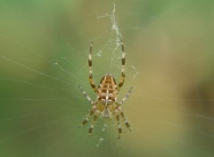 Fonds d'cran Animaux Araigne en colre