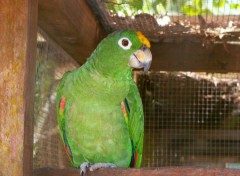 Fonds d'cran Animaux Perruche (Guyane)