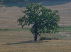 Fonds d'cran Nature solitaire