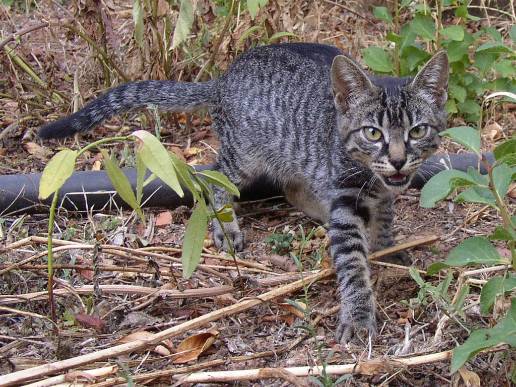 Fonds d'cran Animaux Chats - Chatons Chico