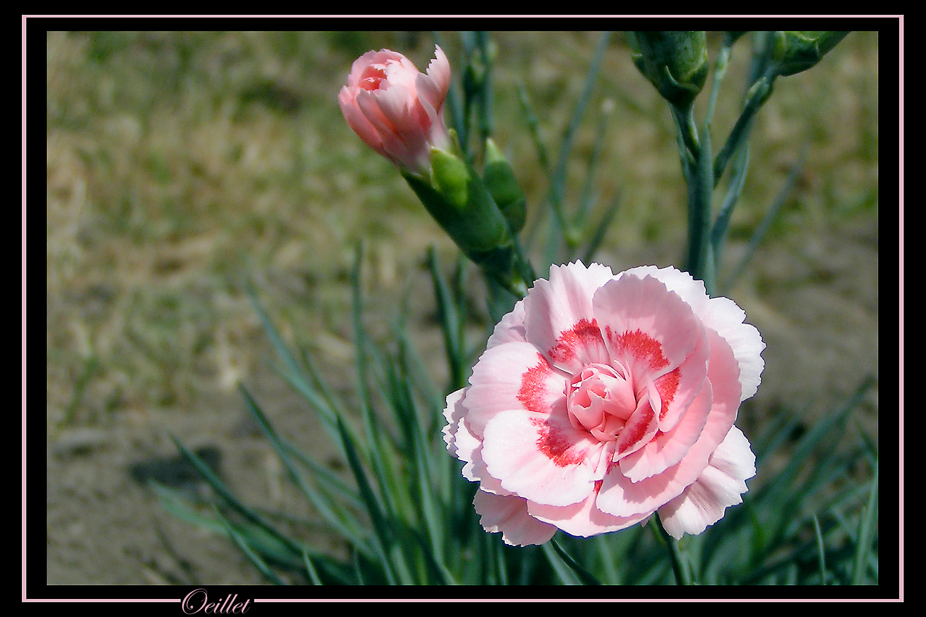 Fonds d'cran Nature Fleurs Oeillet