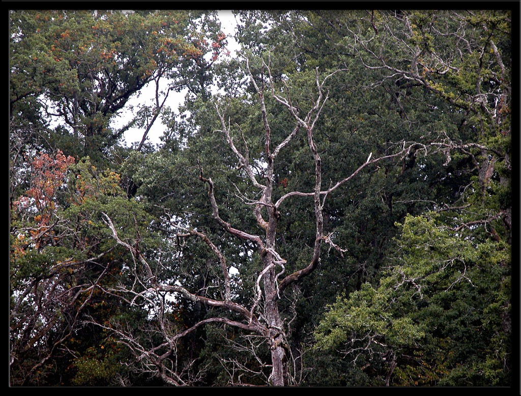 Fonds d'cran Nature Arbres - Forts Branches et tourments 2