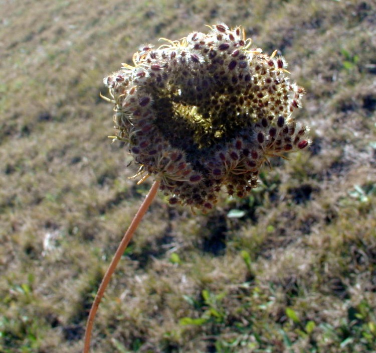 Fonds d'cran Nature Fleurs Fleur de carotte