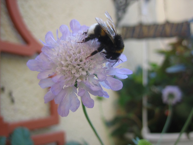 Fonds d'cran Animaux Insectes - Abeilles Gupes ... Abeille