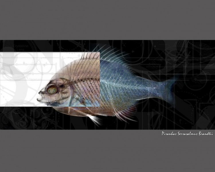 Wallpapers Digital Art Compositions 2D piranha codex