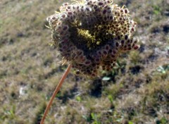 Fonds d'cran Nature Fleur de carotte