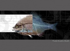 Wallpapers Digital Art piranha codex