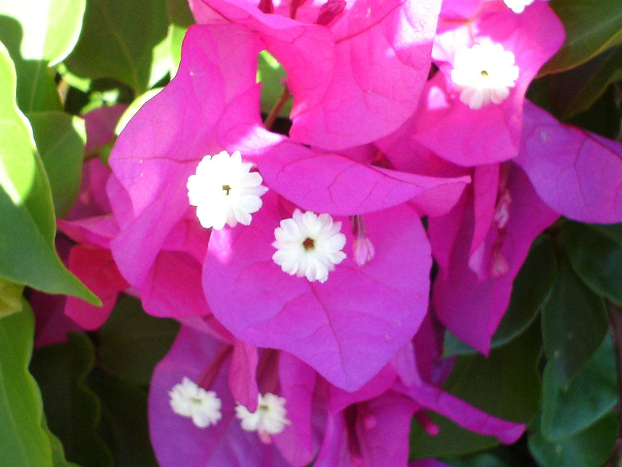 Wallpapers Nature Flowers bougainvilliers