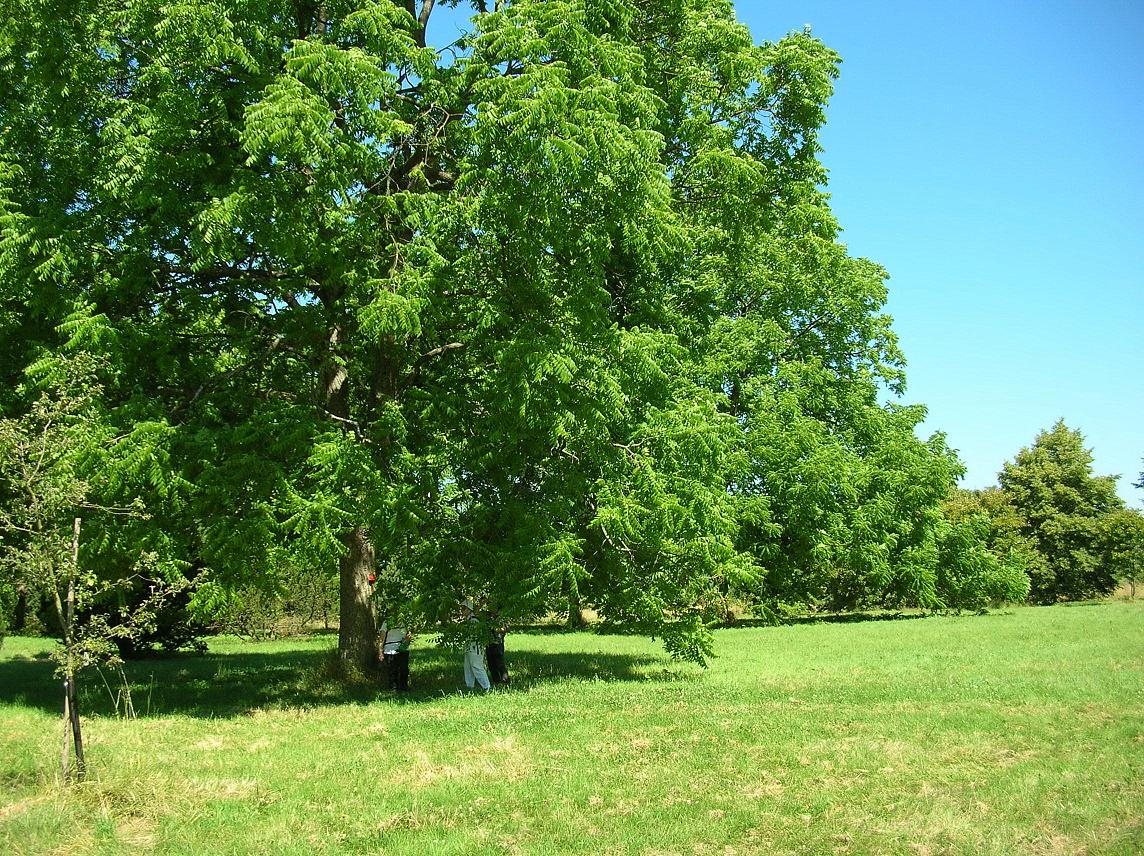 Fonds d'cran Nature Arbres - Forts Arbres