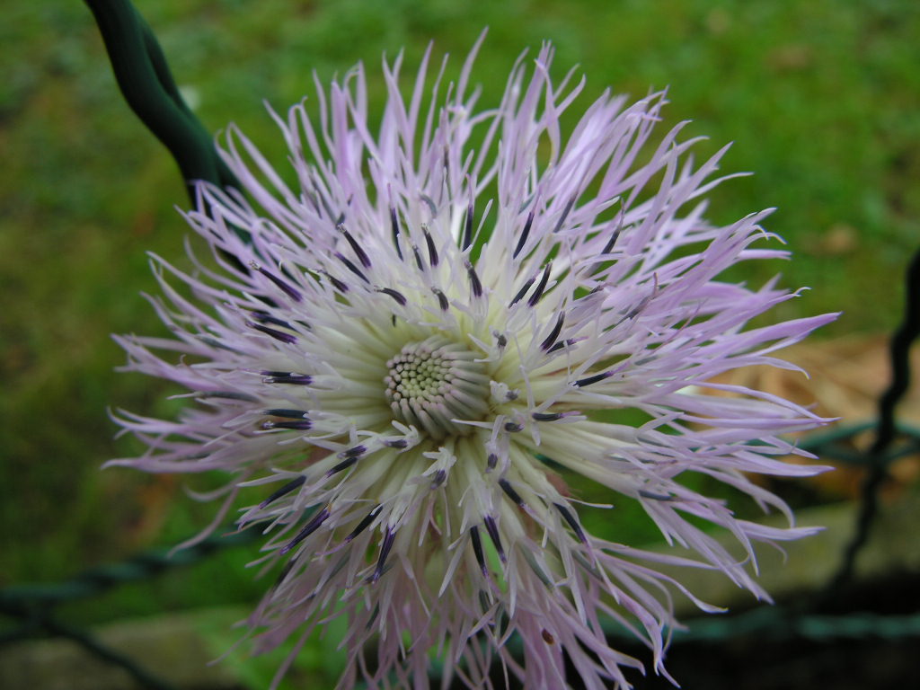 Fonds d'cran Nature Fleurs 