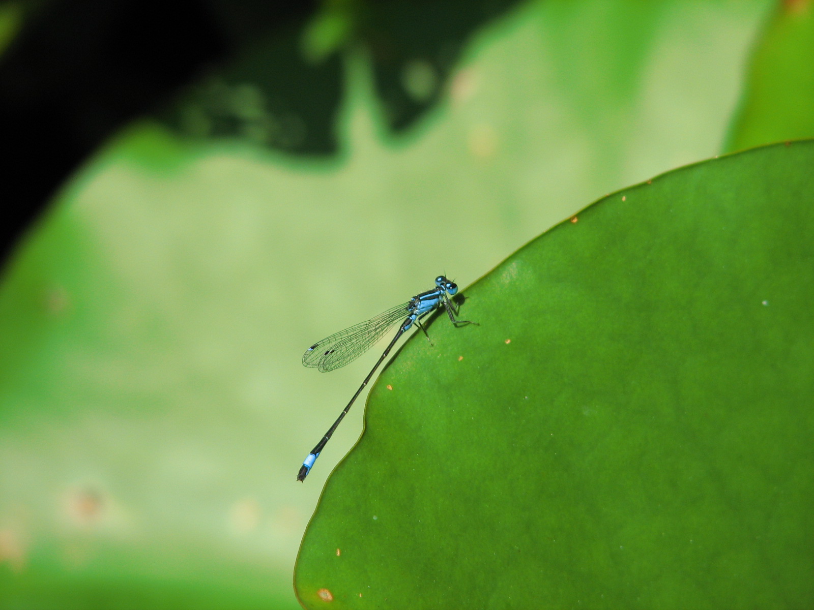 Wallpapers Animals Insects - Dragonflies Libelulle