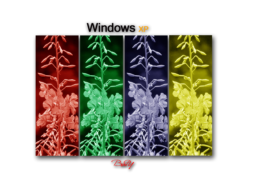 Fonds d'cran Informatique Windows XP windows flor