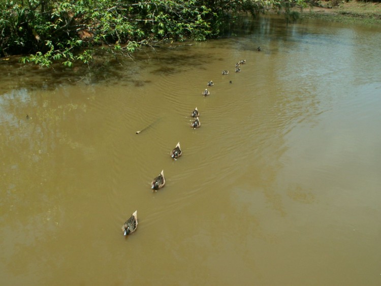 Wallpapers Animals Birds - Ducks A la queue leu leu